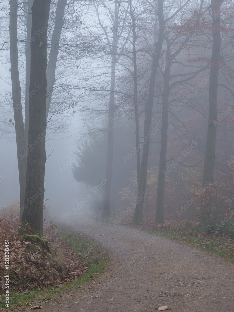 Obraz premium Mystischer Waldweg