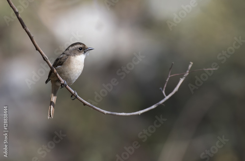 Grey bush chat Female