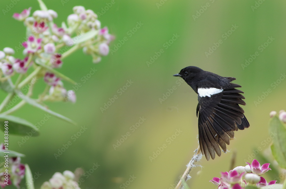 Pied bush chat Pied bush chat