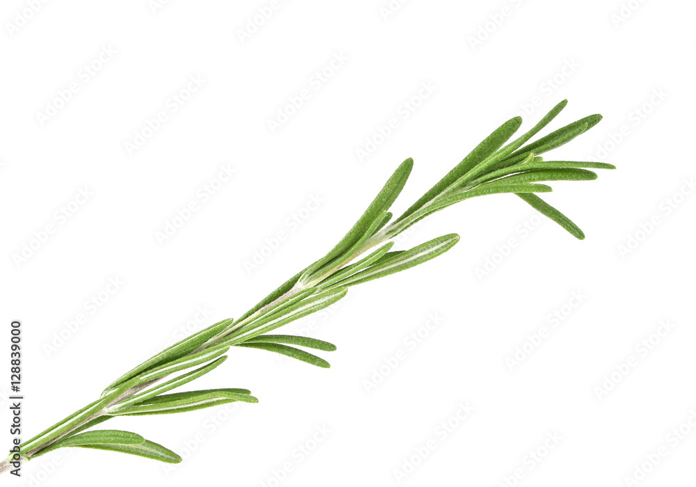 Rosemary isolated on white background, closeup Rosemary isolated on white background, closeup