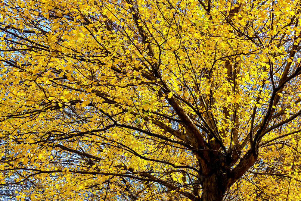 唐楓の紅葉 唐楓の紅葉