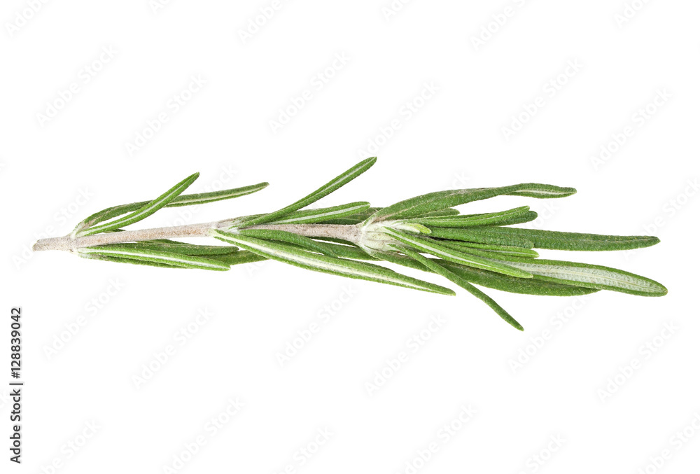 Rosemary isolated on white background, closeup Rosemary isolated on white background, closeup