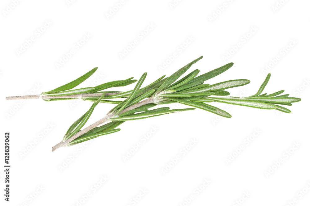 Rosemary isolated on white background, closeup