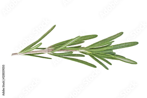 Rosemary isolated on white background, closeup
