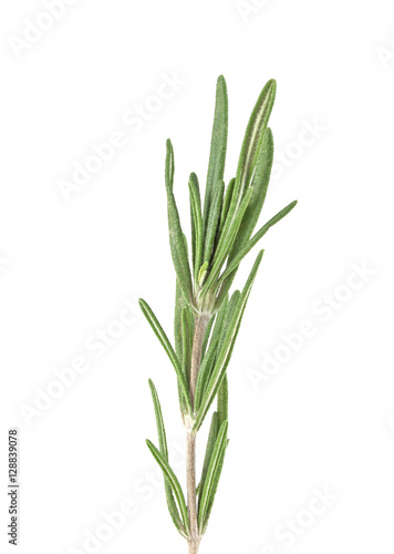 Rosemary isolated on white background  closeup