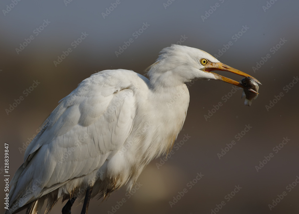 Egret Egret