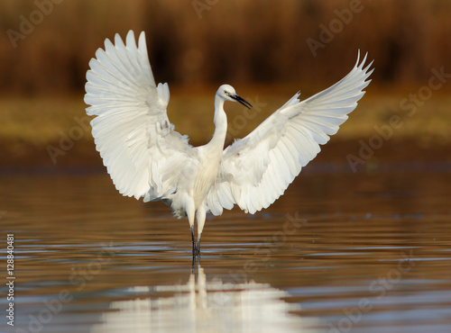 Dance of little Egret photo
