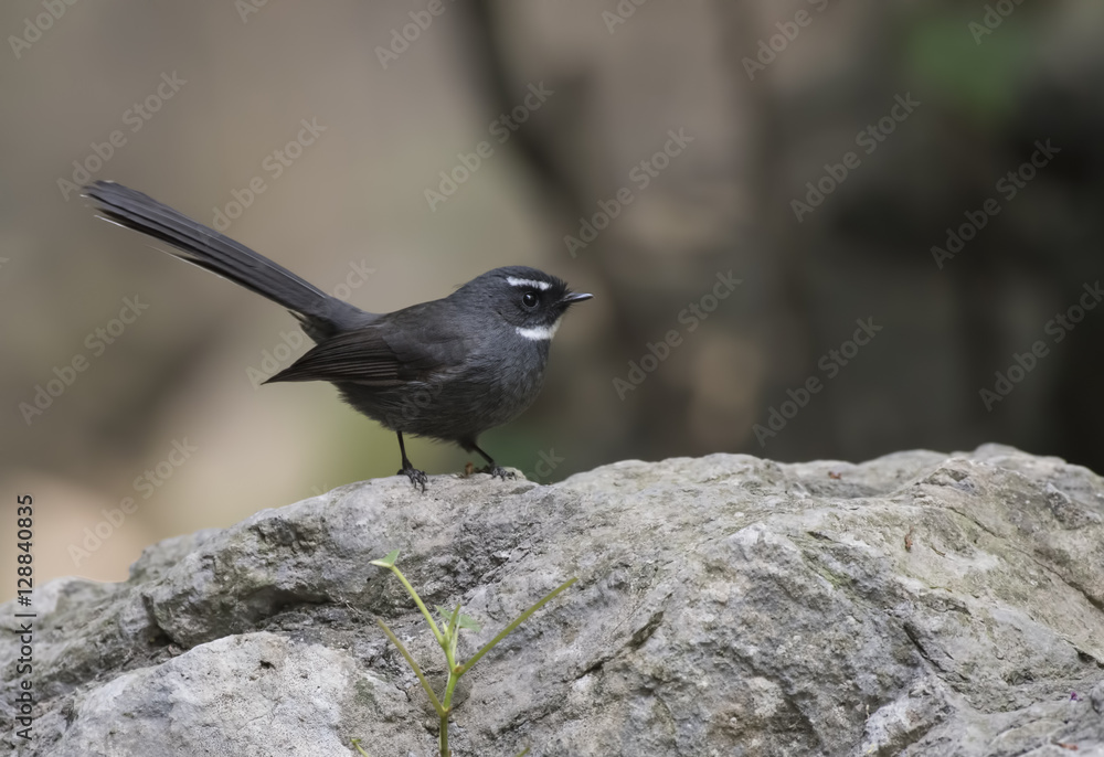 White-browed fantail (Rhipidura aureola) White-browed fantail (Rhipidura aureola)