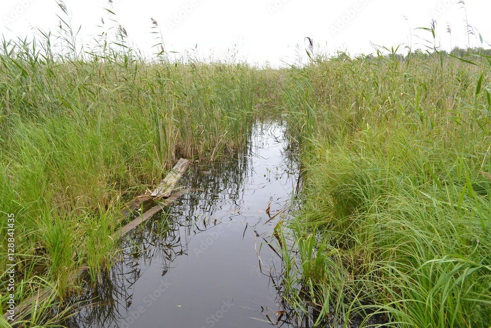 road through the reeds road through the reeds