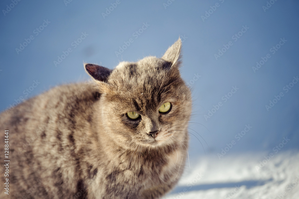 Portrait of a stray cat in the snow during winter in cold weather. Concept heavy duty for Pets