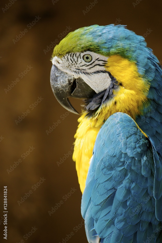 Fototapeta premium bird