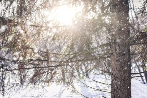 Winter fir tree
