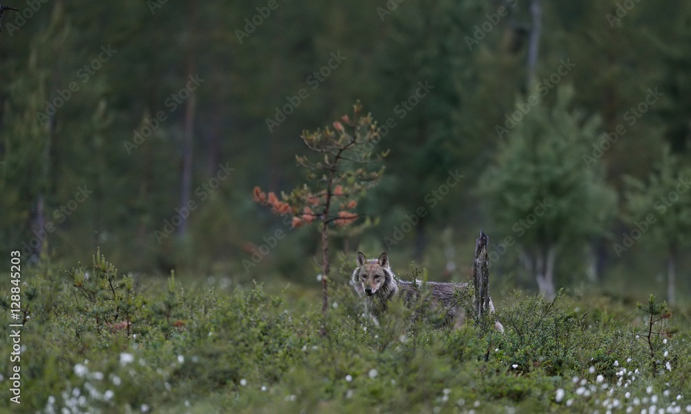 Fototapeta premium Gray wolf (Canis lupus) at night in summer. Finland. Taiga.