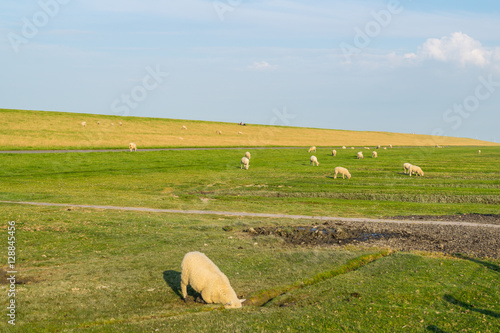 Deichlandschaft an der Nordsee photo