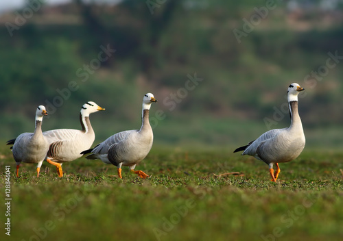 Bar headed Goose
