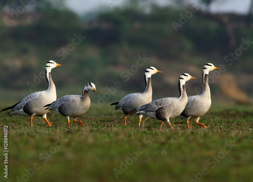 The bar-headed goose (Anser indicus )