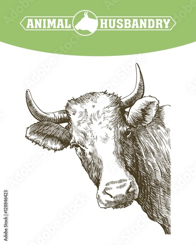 sketch of cow drawn by hand. livestock. cattle. animal grazing