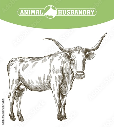 sketch of cow drawn by hand. livestock. cattle. animal grazing