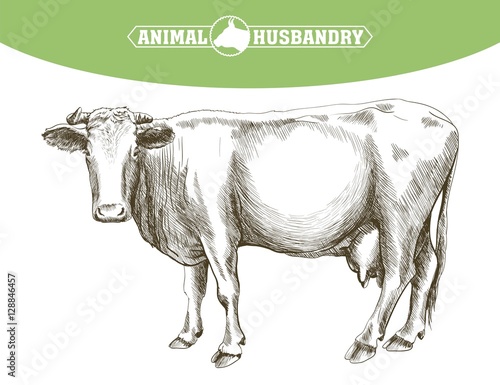 sketch of cow drawn by hand. livestock. cattle. animal grazing