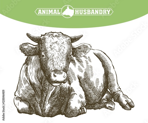 sketch of cow drawn by hand. livestock. cattle. animal grazing