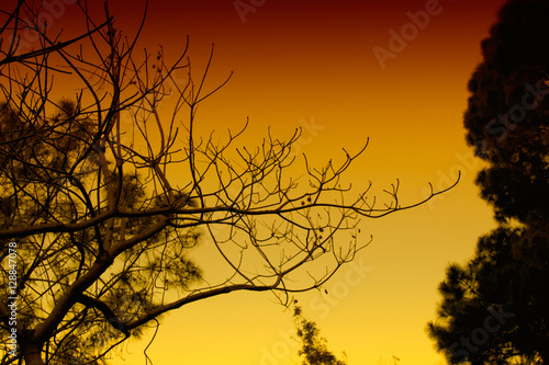 Trees and branches - a different view (high colour variation). Use for holiday cards, backgrounds and more