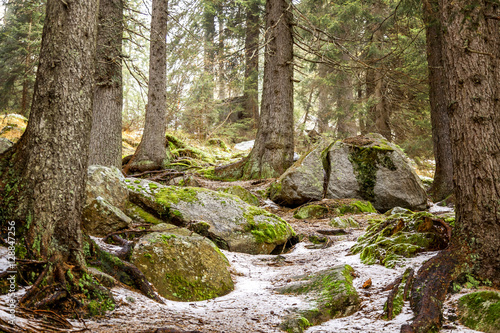 Beautiful mystical forest. Huge rocks in the pine forest covered © olezzo