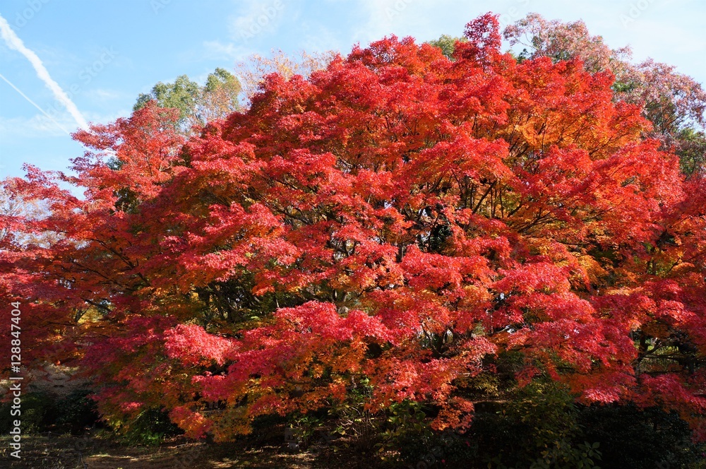 国営昭和記念公園の花木園の大紅葉