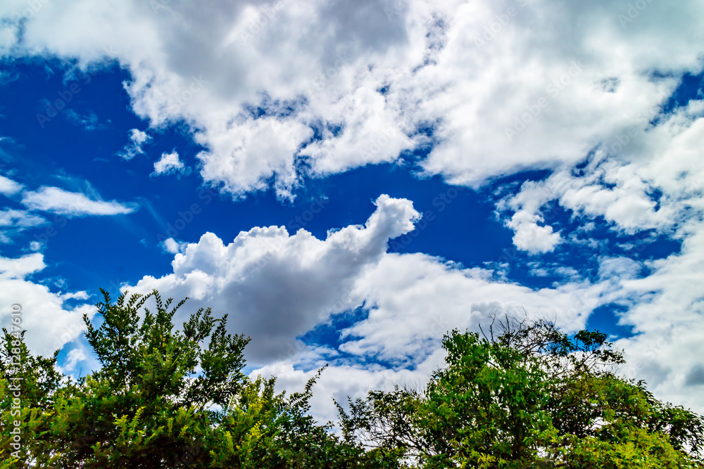 Obraz premium 青空と雲と森