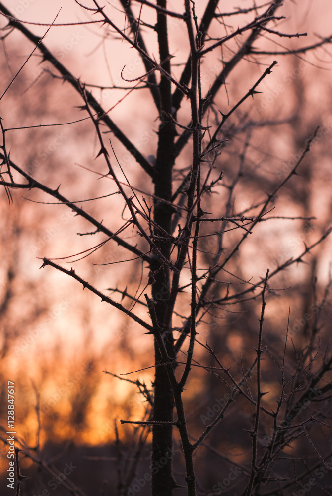 Obraz premium Branches without leaves, thorns, cold winter morning
