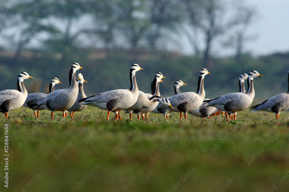 Flock of Bar headed Goose