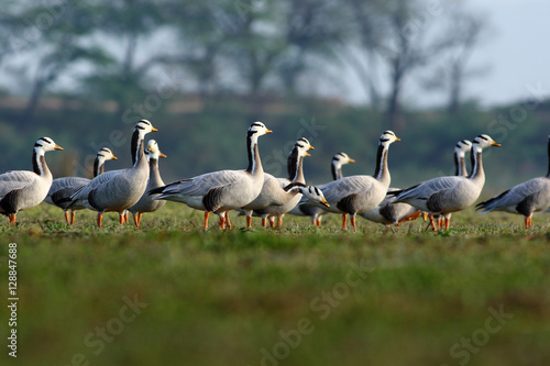 Flock of Bar headed Goose