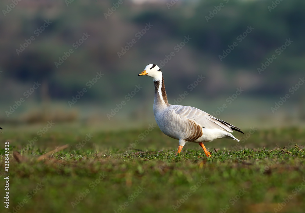 Bar-headed Goose Bar-headed Goose