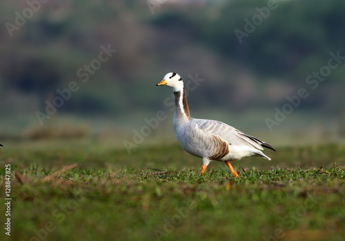 Bar-headed Goose © tahir