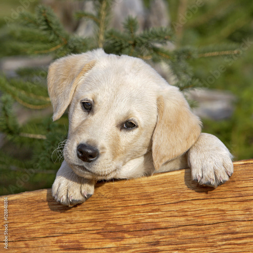Portrait of cute eight week old Labrador Retriever puppy looking over fence board.