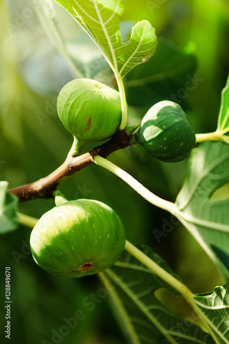 Green fig fruit on the branch