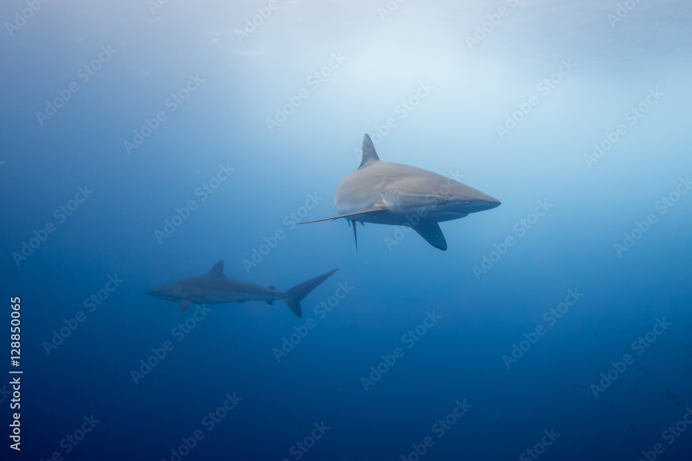 Fototapeta premium Silky Shark Malpelo