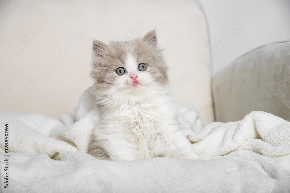 Kleine 5 Wochen alte Babykatze sitzt auf einen Sessel in eine Decke gekuschelt.