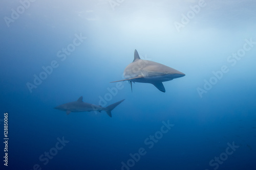 Silky Shark Malpelo © hakbak