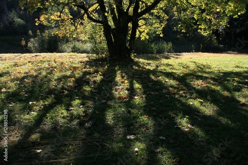 Bäume, Schatten