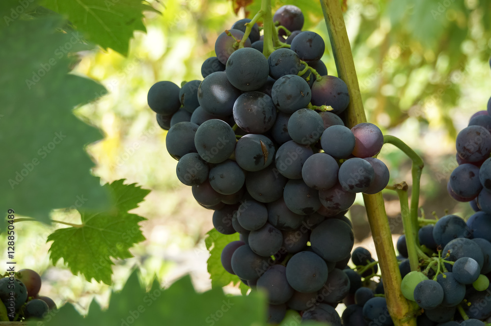 Bunches of grapes on a bush in the garden. Bunches of grapes on a bush in the garden.