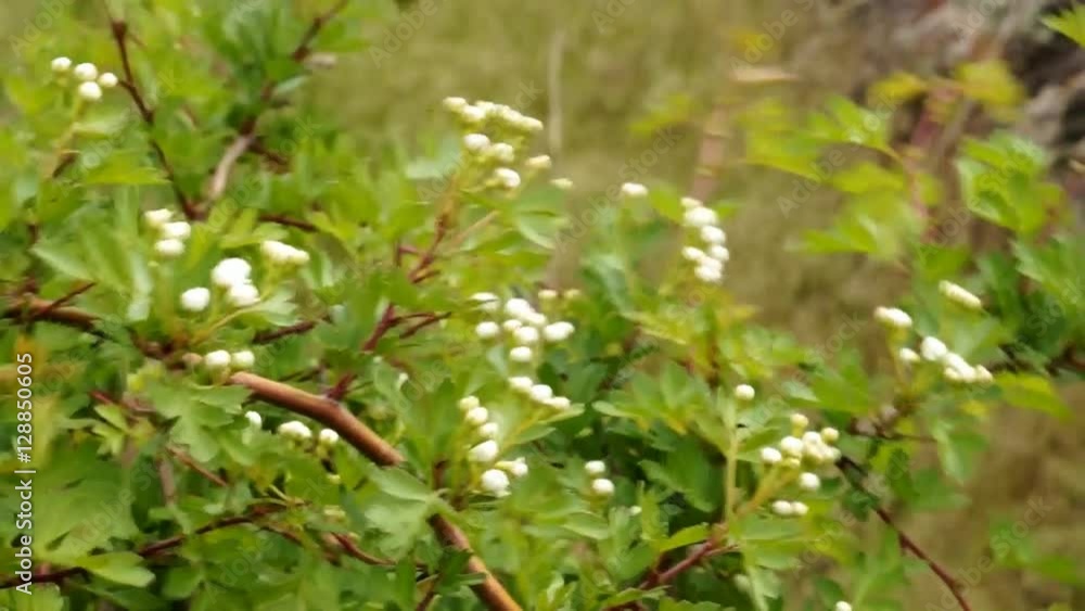 Steppe. Branch wild cherry. Swaying grass. The stones are covered with moss. Steppe. Branch wild cherry. Swaying grass. The stones are covered with moss.