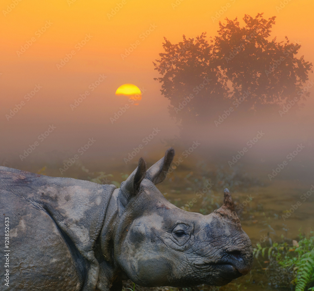 Fototapeta premium Rhinoceros close up in fog against dawn.