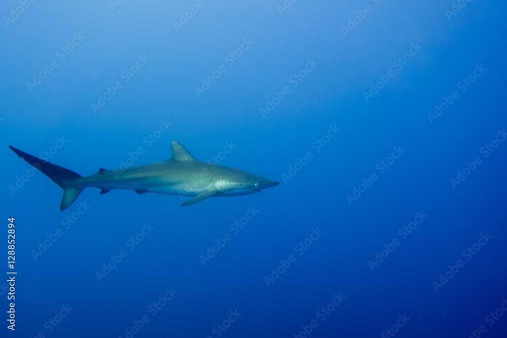 Silky Shark Malpelo Silky Shark Malpelo