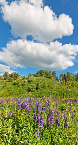 Vertical panorama with field of lupine and puffy white clouds.