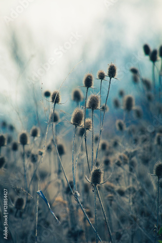 Photo dry thistle in winter autumn  field