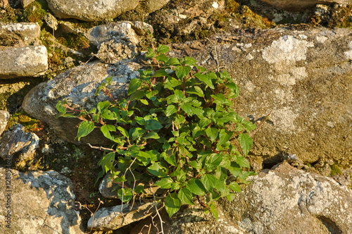 Parietaria officinalis
