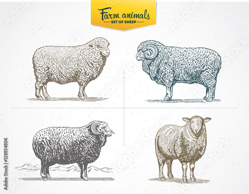 Set of images - sheep in graphic style, vector illustration drawn by hand.