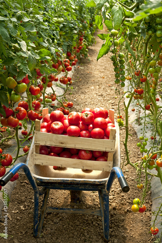harvest of tomatoes in the garden