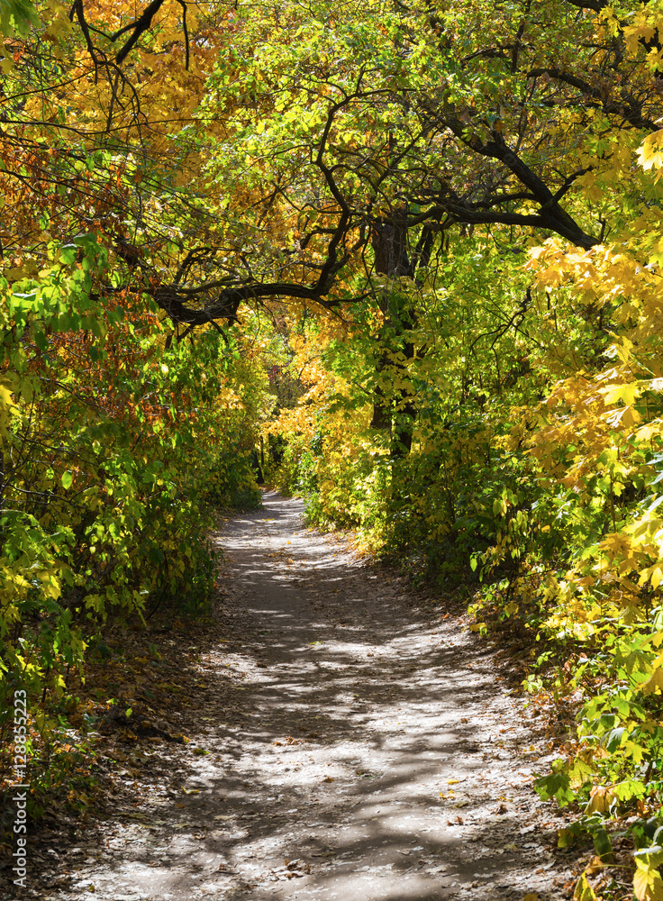 Pathway in autumn forest