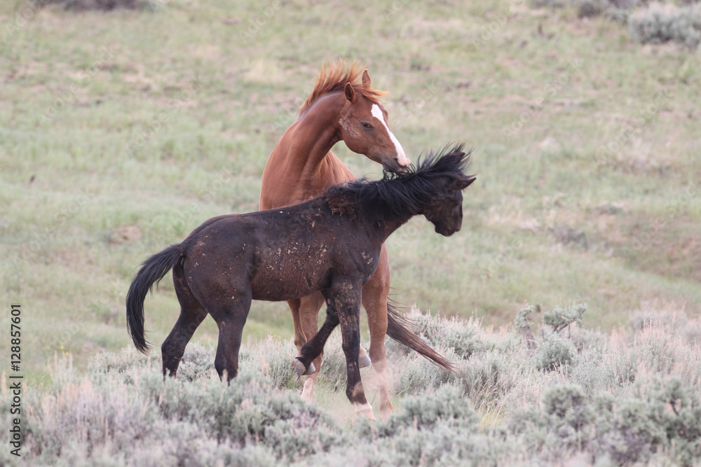 Wild Mustangs of McCullough Peaks Wyoming Wild Mustangs of McCullough Peaks Wyoming